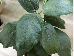 Ficus Glumosa / фикус Глумоза