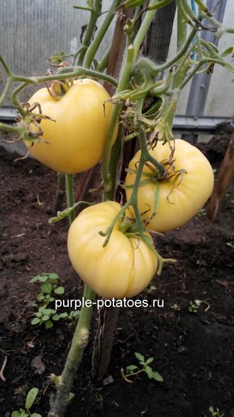 Помидоры Белое Бычье сердце (White Oxheart)