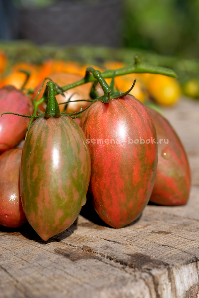 Томат Javelin (Копье), 10 шт