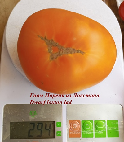 Томат Гном Парень из Локстона (Dwarf Loxton Lad)