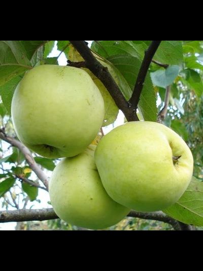 Антоновка обыкновенная (яблоня)