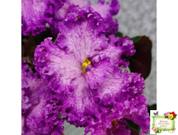 РС-Тропикана (С. Н. Репкина) 2015 г.