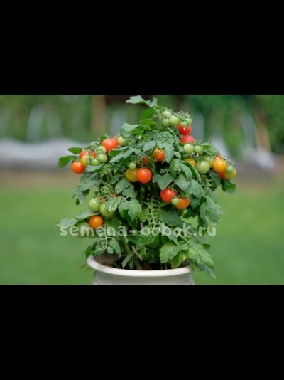 Томат Красная Шапочка, 10 шт