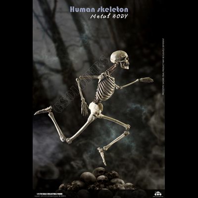 Человеческий скелет (из металла) - Коллекционная ФИГУРКА 1/6 scale THE HUMAN SKELETON (DIECAST ALLOY) (BS011) - COOMODEL