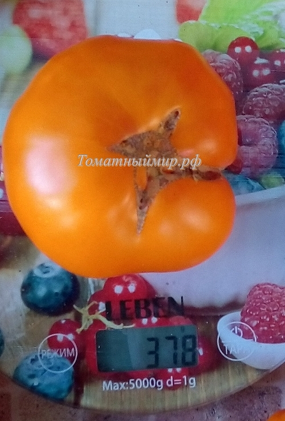 Томат Джамбо Джим оранжевый (Jumbo Jim Orange)