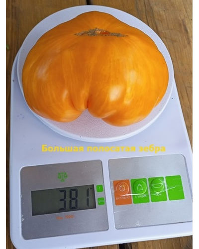 Томат Большая желтая зебра (Big Yellow Zebra)