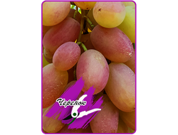 Юлиан (укоренённый черенок)