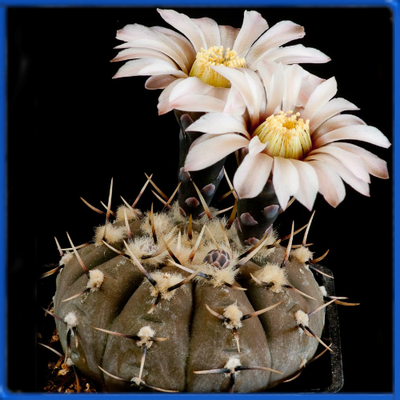 Gymnocalycium bodenbenderianum VG 248