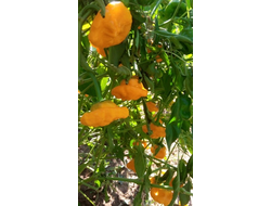 Перец острый Желтый гриб (Mushroom Yellow)