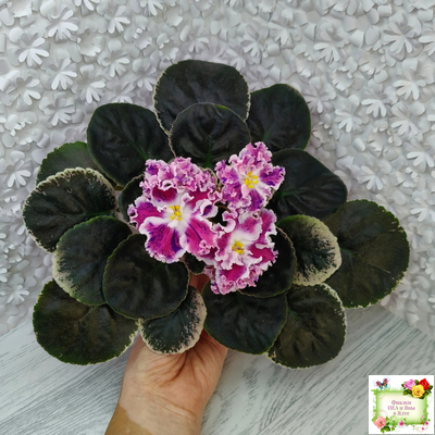 ТФ-Confetti (Т. Фурлетова) 2024 г.