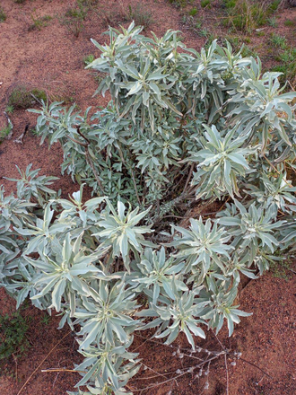 Шалфей белый (Salvia apiana) листья 10 грамм