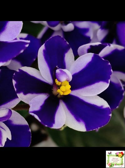 Concord (Horikoshi/Ozaki) (10/03/1992) химера (пасынок укоренённый)