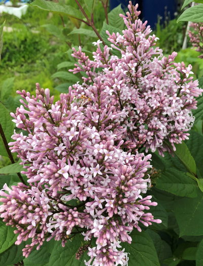 сирень венгерская