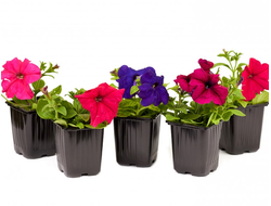 Петуния ампельная Easy Wave mix, p9