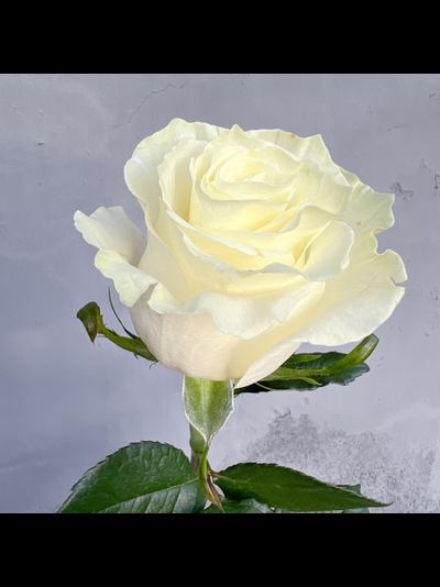 Роза Эквадор белая