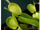 Dionaea muscipula Green sawtooth