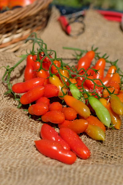 Томат Dulcita long (Сладкий Длинный), 5 шт