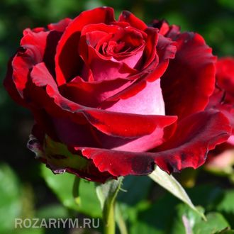 Роза Николь (Nicole) - описание и фото розы