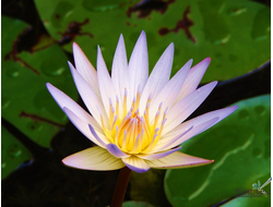 Нимфея Даубениана