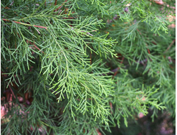 Можжевельник ложноказацкий, Артыш (Juniperus pseudosabina) Россия, хвоя и ягоды (5 мл) - 100% натуральное эфирное масло