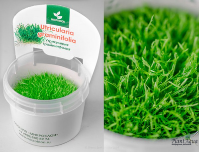 UTRICULARIA GRAMINIFOLIA/ УТРИКУЛЯРИЯ ГРАМИНИФОЛИЯ (меристемная)