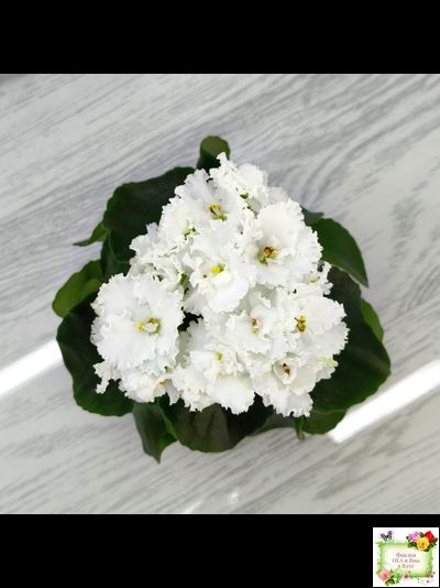 ML-Облако в Горах (Miniviolets Lux) 2022 г. (лист посажен 25.01.26)