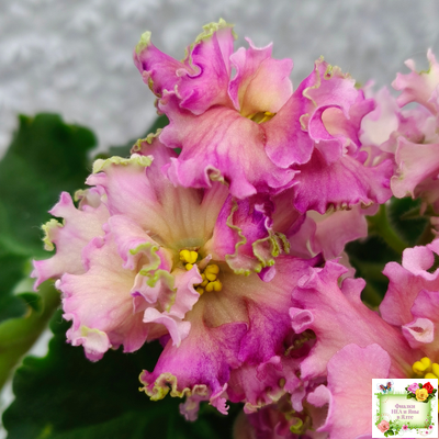 ЕК-Линжери (Е. Коршунова) 2021 г.