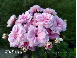 Пеларгония Бэла фото