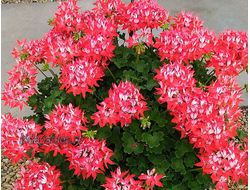 Пеларгония PAC Fireworks Red-White