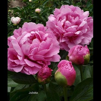 Парфюмерный набор  №20 Аромат пиона 5 мл х 5 шт