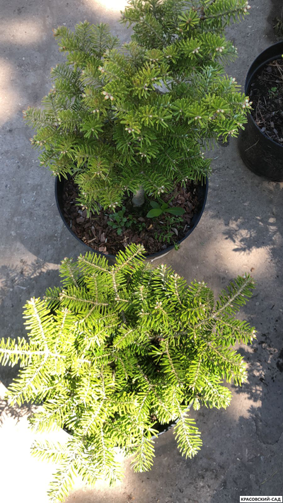 Пихта Хаутмайер - Houtmeyer