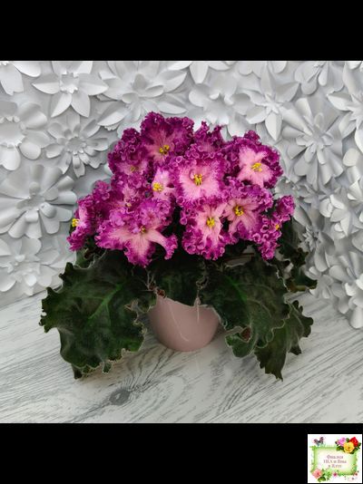 Nik-Любовный Напиток (Н. Булко) 2023 г.