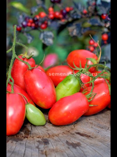 Томат Пальчики Мальвины, 10 шт