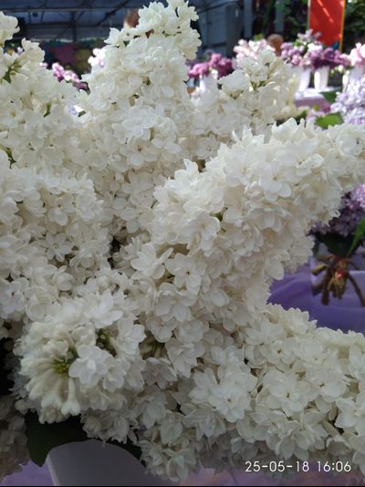 Сент Маргарет