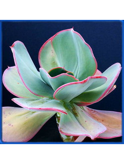 Echeveria gigantea