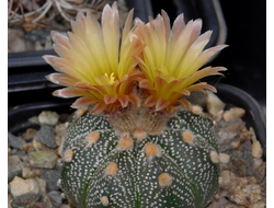 Astrophytum AS SUPER TOKUSHIRO orange fl (1043) - 10 семян