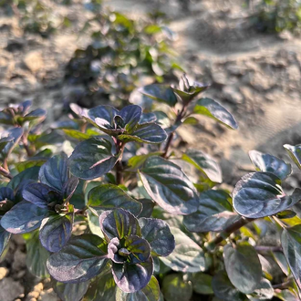 Мята бергамотная, лимонная (Mentha citrata) 5 мл - 100% натуральное эфирное масло