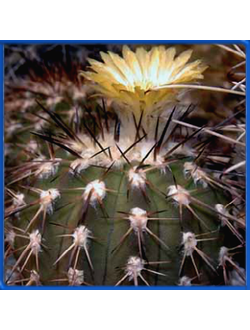 Islaya copiapoides v. echinata