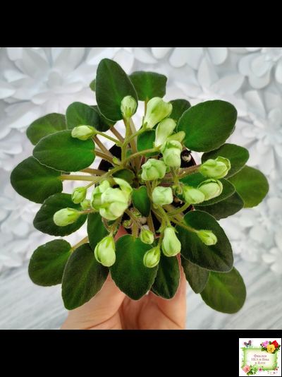 ML-Крыжовник (Miniviolets Lux) 2024 г.