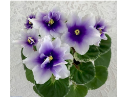 72) Р- Дурман 20г (дет)