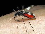 мормышка комар