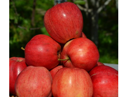 Пепин шафранный