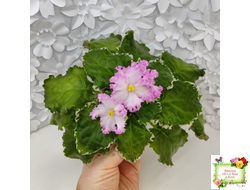 Nik-Обыкновенная Богиня (Н. Булко) 2023 г. (сортовая омоложенная розетка)