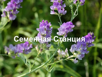 Семена Люцерны 30кг
