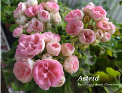 Пеларгония Астрид фото