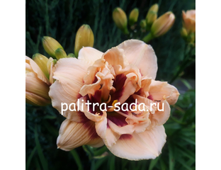 Лилейник Росвита
