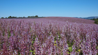 Шалфей мускатный (Salvia sclarea), цветущие верхушки, Индия (5 мл) - 100% натуральное эфирное масло