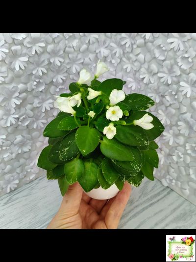 Н-Каламбур (Н. Бердикова) 2016 трейлер