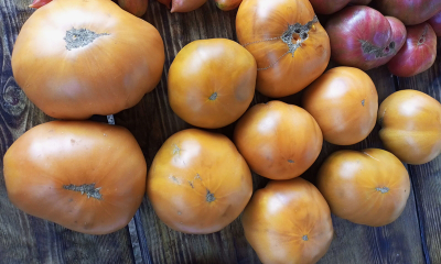 Томат Гном Улуру охра (Dwarf Uluru Ochre), США, Австралия