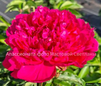 Пион Апассионата